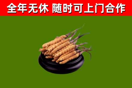 松潘县回收散虫草